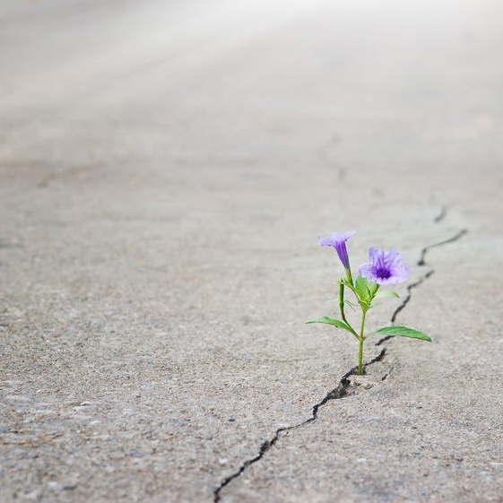 crack with plant coming through